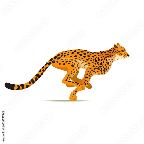 Fototapeta Naklejka Na Ścianę i Meble -  Gepard running. Cheetah animal hunter in wild Africa. Dangerous leopard. Vector