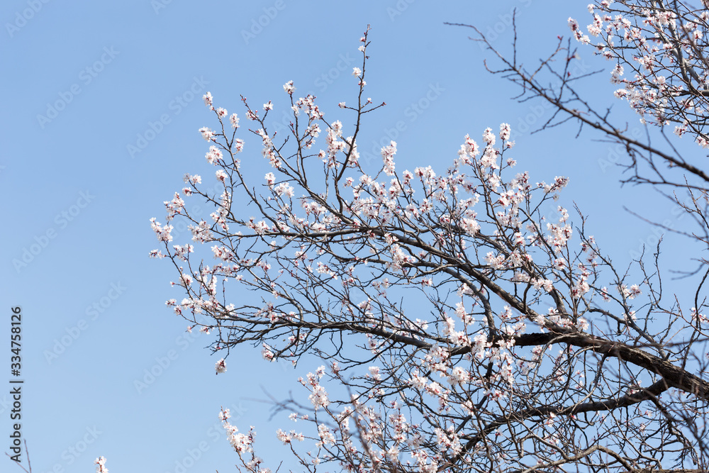 warm spring flowers apricots on branches on a sunny day warm spring flowers apricots on branches on a sunny day