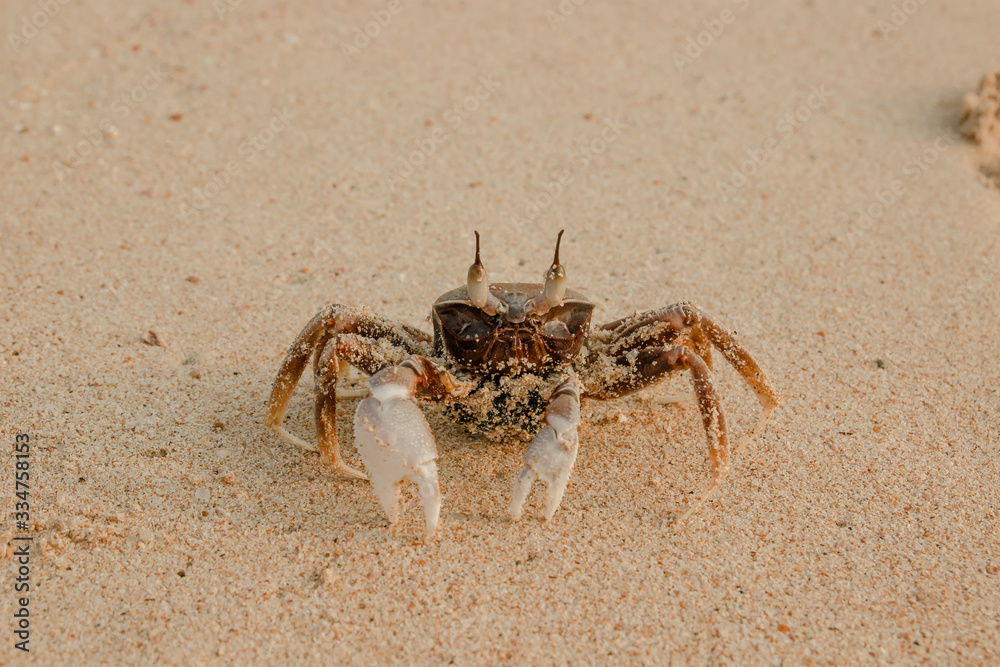 Sand crab at sunrise on the beach of Phuket, Thailand