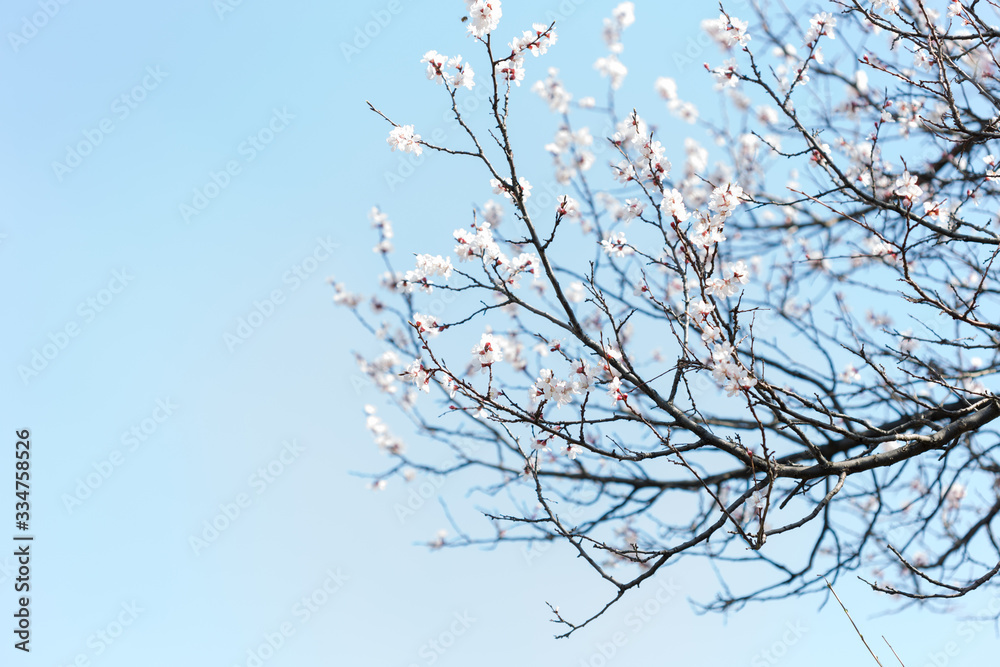 warm spring flowers apricots on branches on a sunny day warm spring flowers apricots on branches on a sunny day