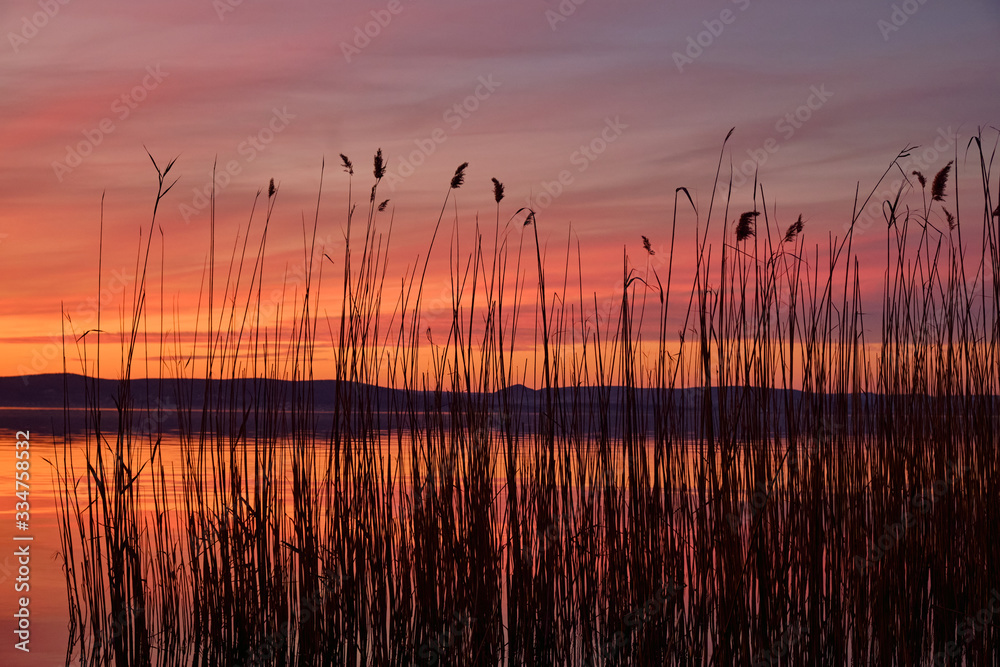 landscape reeds and lake with calm water hills in background at sunset, Balaton, Hungary