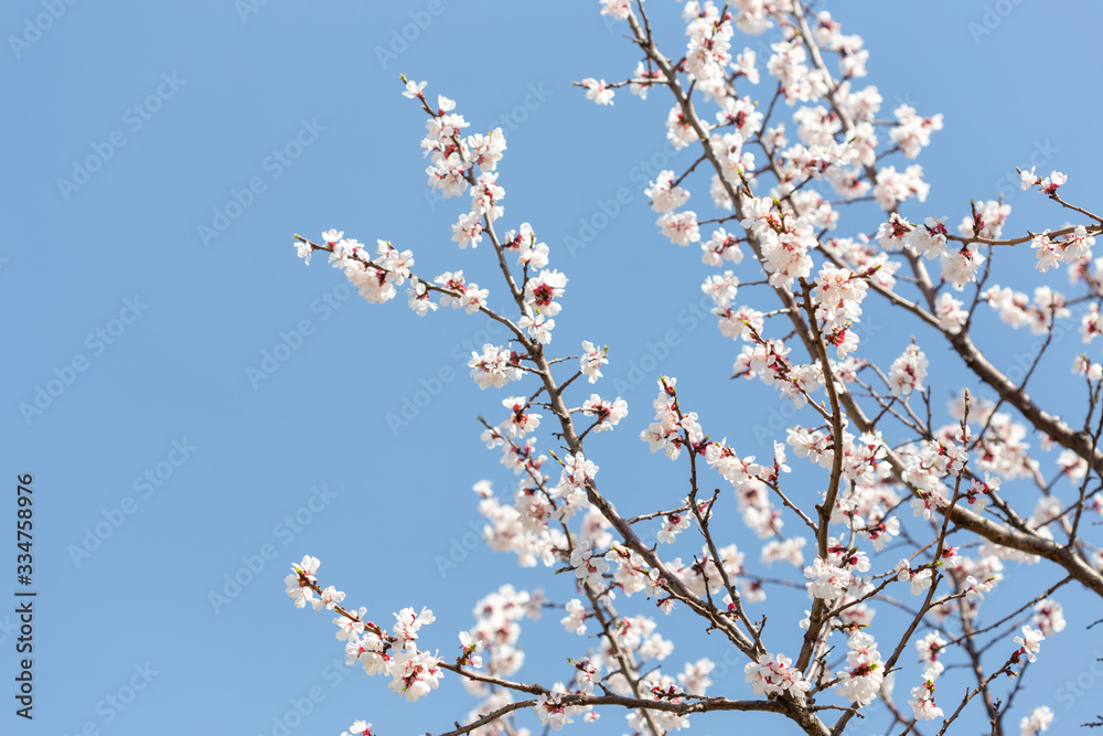 warm spring flowers apricots on branches on a sunny day warm spring flowers apricots on branches on a sunny day