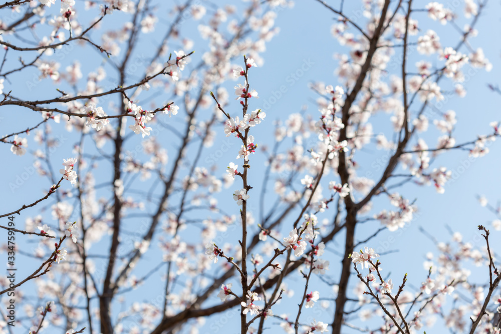 warm spring flowers apricots on branches on a sunny day warm spring flowers apricots on branches on a sunny day