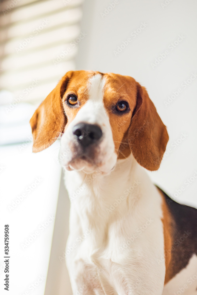Beagle dog with big eyes sits and looking towards the camera