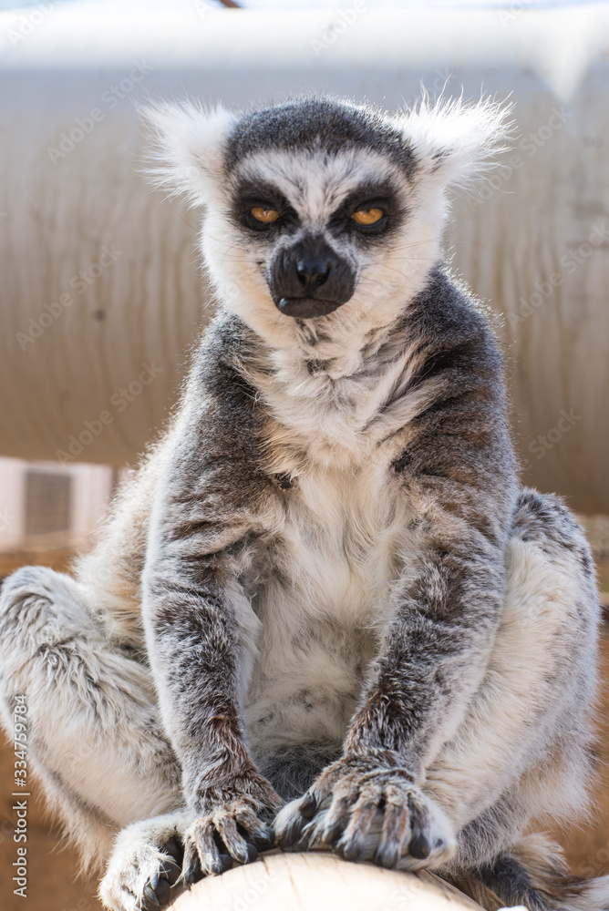 ring tailed lemur on branch of tree ring tailed lemur on branch of tree