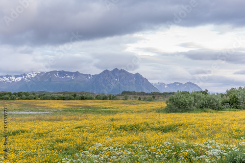 View of the coastal . Norwegian fjord. Natural landscape. Lofoten Islands Norway White nights summer travel. Photo taken at midnight sun. © Tatiana