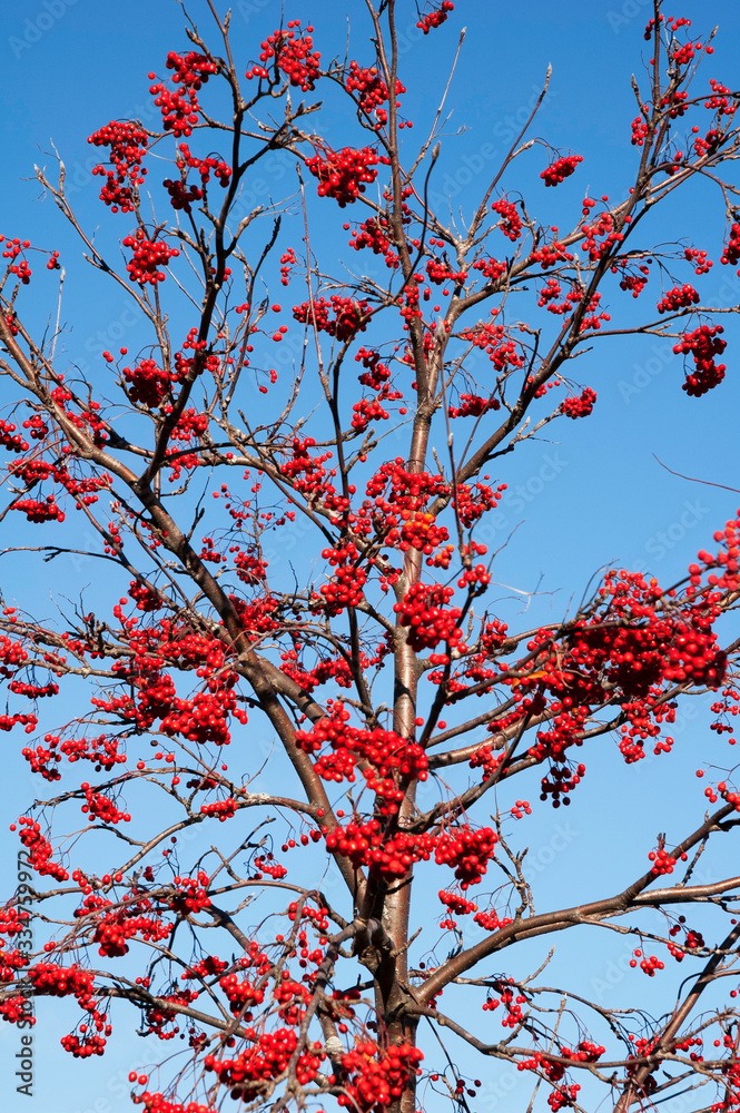 Rowan tree branches with berries against blue sky Rowan tree branches with berries against blue sky