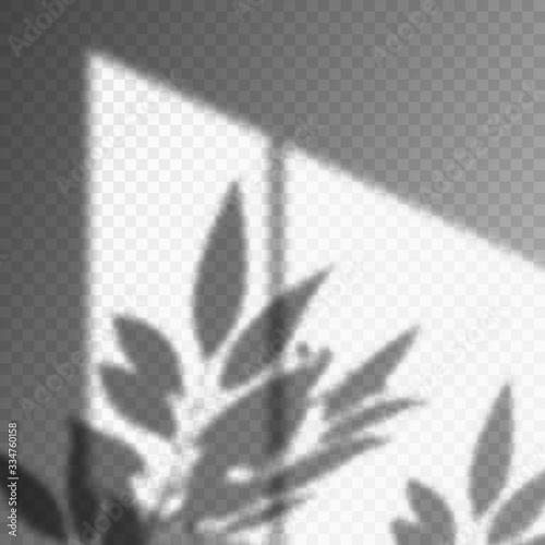 Leaf or plant shadow on transparent background