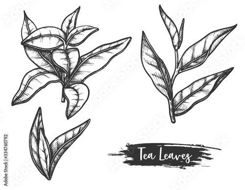 Hand drawn ceylon or indian tea leaves. Twig, stem