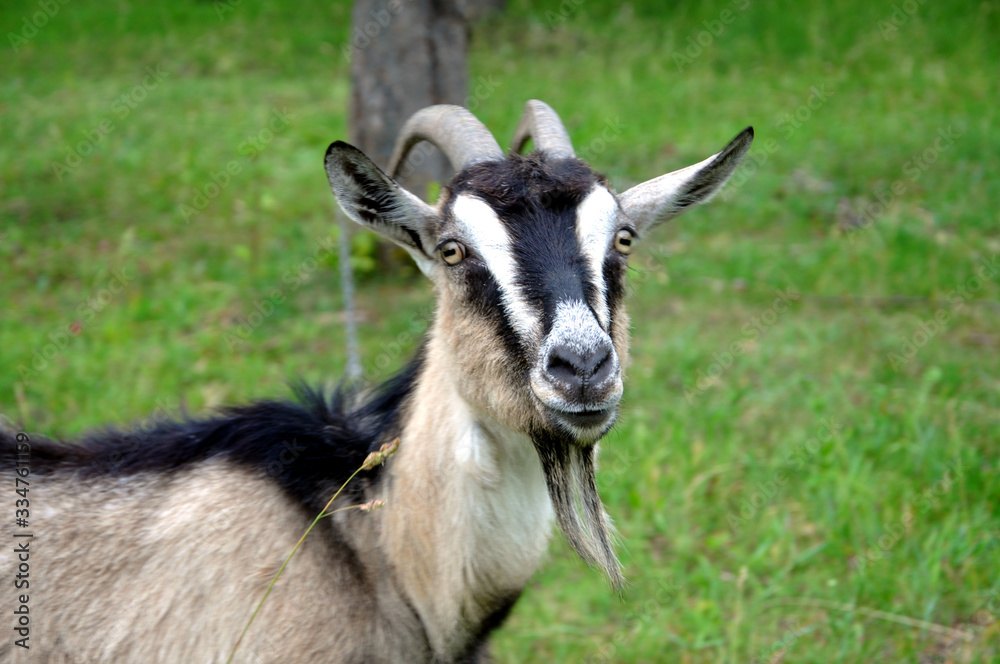 Organic farming. A gray goat with large horns. Portrait of a goat on a green background Organic farming. A gray goat with large horns. Portrait of a goat on a green background