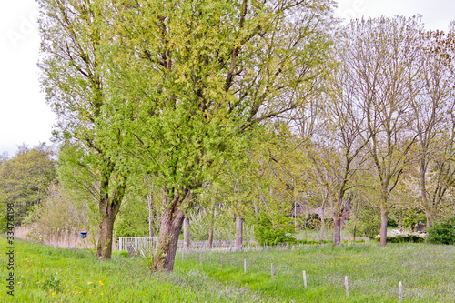 Spring in northern Germanys moor forests. Fresh green foliage, meadows. photo