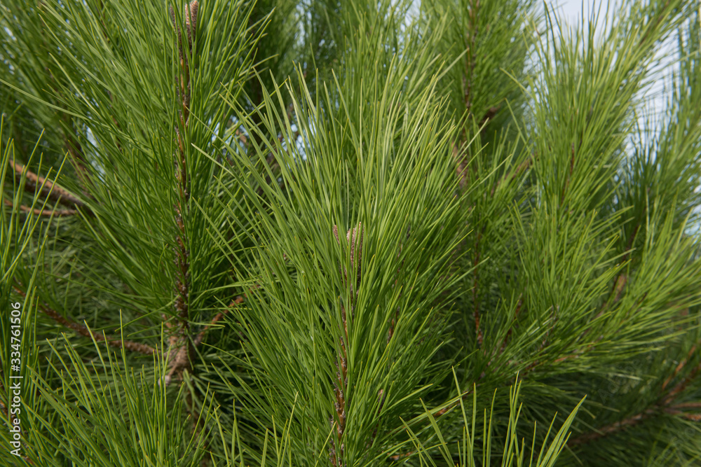 Green Foliage of an Evergreen Coniferous Stone Pine, Italian Stone Pine, Umbrella Pine or Parasol Pine Tree (Pinus pinea) Growing in a Garden in Rural England, UK Green Foliage of an Evergreen Coniferous Stone Pine, Italian Stone Pine, Umbrella Pine or Parasol Pine Tree (Pinus pinea) Growing in a Garden in Rural England, UK