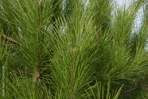 Green Foliage of an Evergreen Coniferous Stone Pine, Italian Stone Pine, Umbrella Pine or Parasol Pine Tree (Pinus pinea) Growing in a Garden in Rural England, UK photo