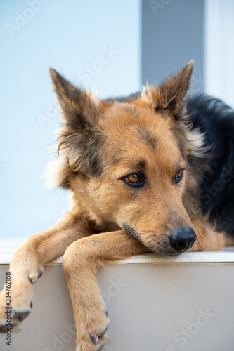 Close up picture of guard dog sitting in front of house background, Unhappy Thai dog, Watchdog concept