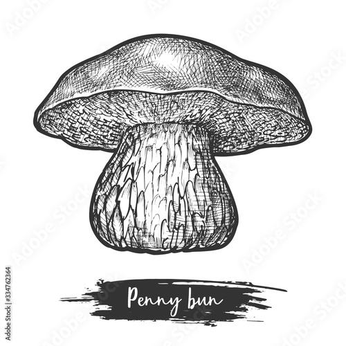 Porcini sketch or mushroom, penny bun shroom