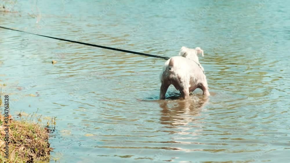 Silver Schnauzer stands in water shaking Silver Schnauzer stands in water shaking