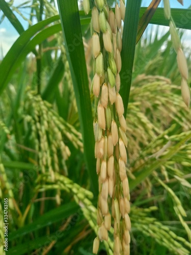 green rice stalks of wheat