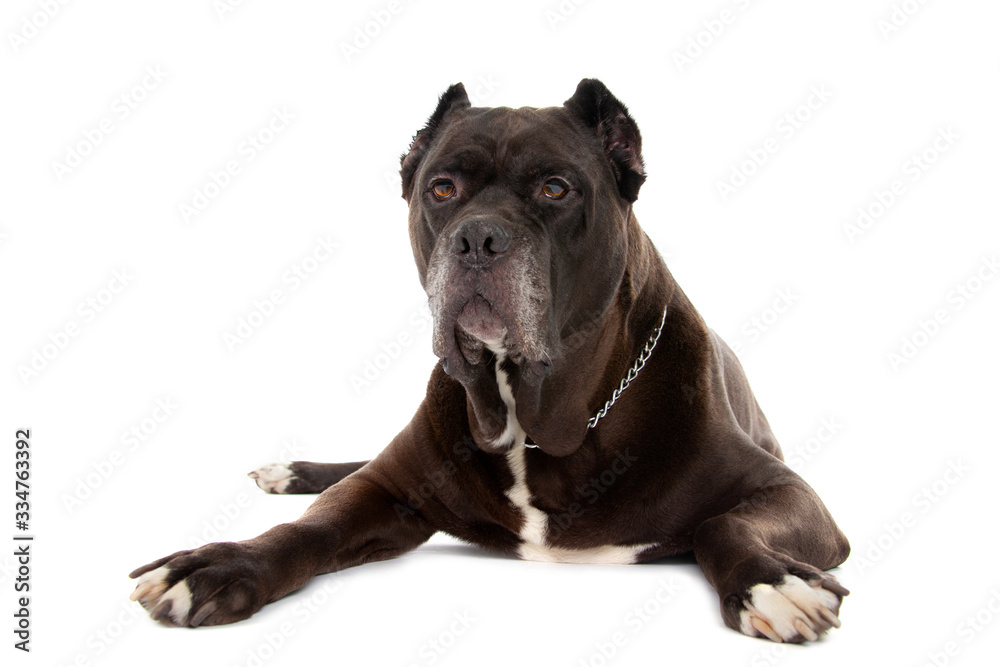 Cane Corso dog on white background Cane Corso dog on white background
