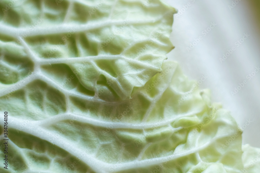 Peking Chinese cabbage. The veins of the leaf. Texture of the plant. Peking Chinese cabbage. The veins of the leaf. Texture of the plant.