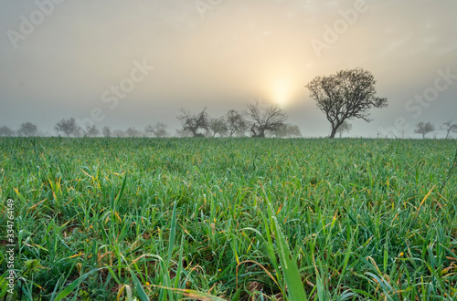 Sunrise in a foggy field with lots of wild green grass