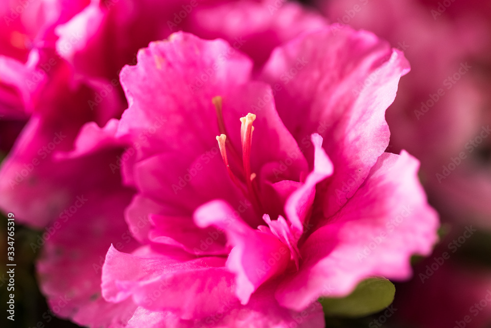 Close up of pink azalea flower.