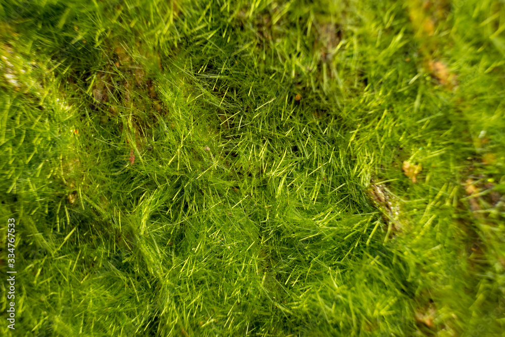 Moss texture, background with copy space Moss texture, background with copy space