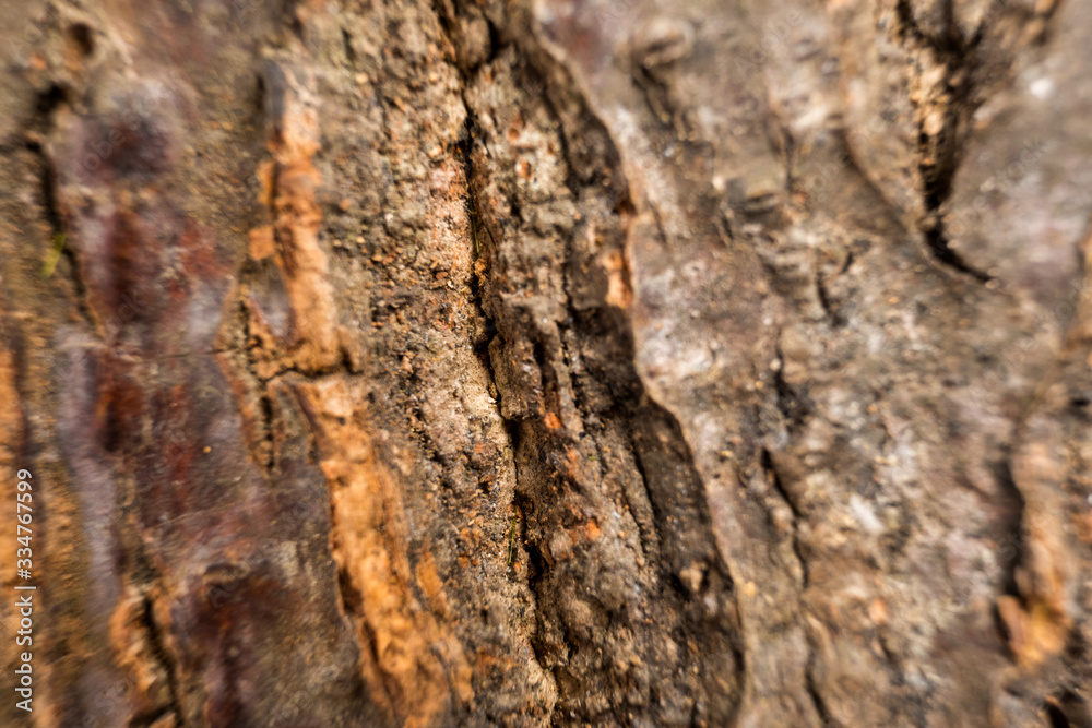 texture of bark wood use as natural background texture of bark wood use as natural background