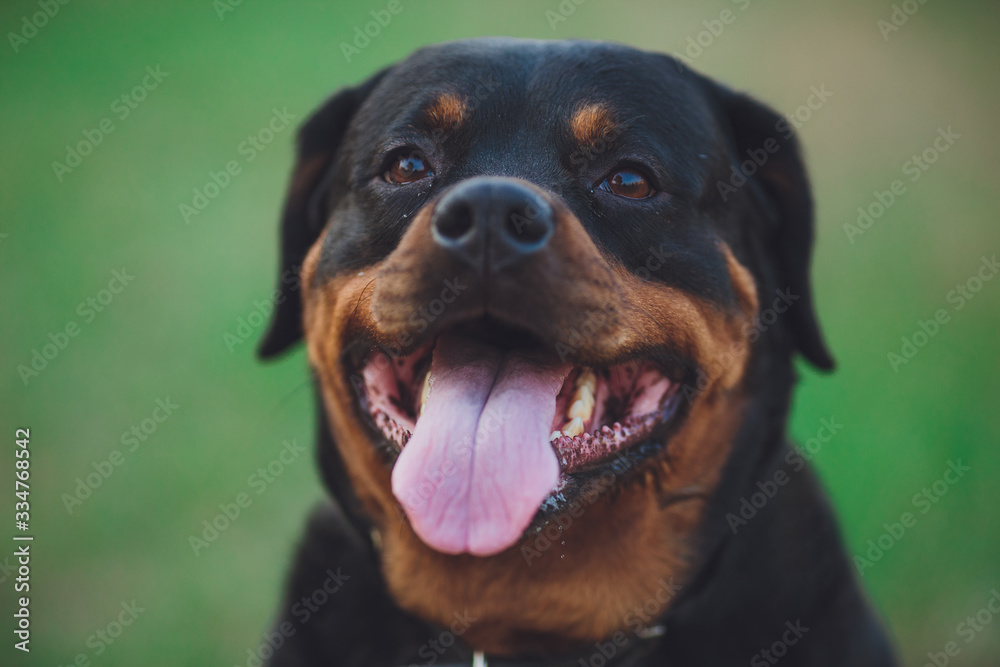 Beautiful rottweiler dog. Dog rottweiler in the park on a background of green grass Beautiful rottweiler dog. Dog rottweiler in the park on a background of green grass