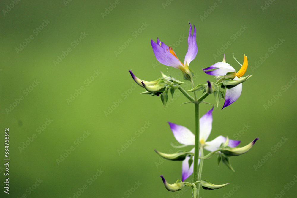 Fototapeta premium beautiful purple flower morning refresh droplet