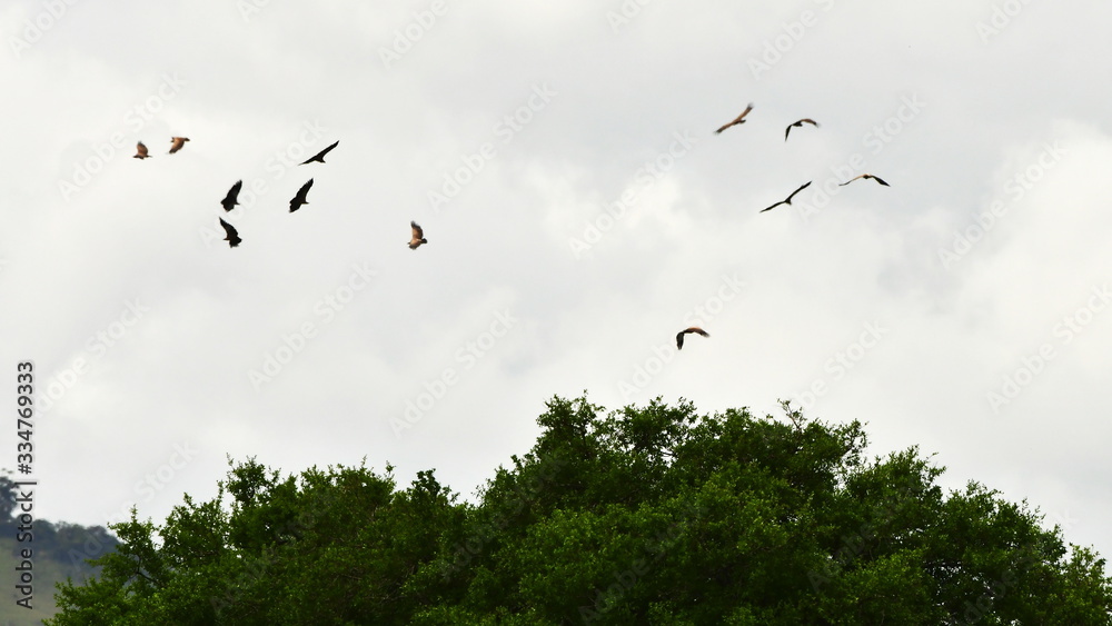 vultures over carcass in Hluhluwe national park in South Africa vultures over carcass in Hluhluwe national park in South Africa