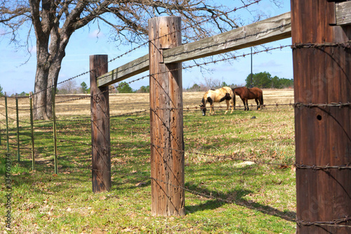 horses in pasture