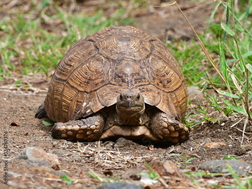 leopard tortoise in iMfolozi game reserve in South Afric