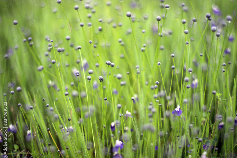 beautiful purple white  flower morning refresh droplet