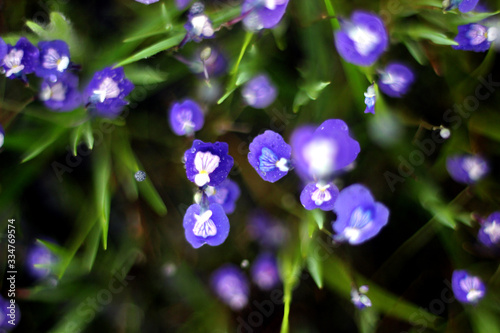 beautiful purple  flower morning refresh droplet