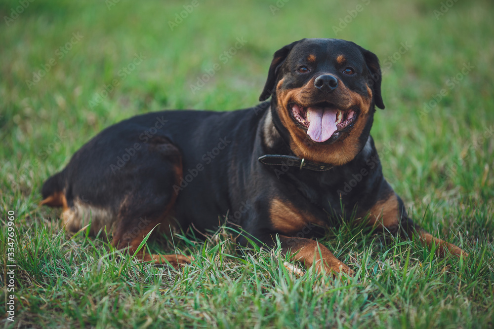Beautiful rottweiler dog. Dog rottweiler in the park on a background of green grass Beautiful rottweiler dog. Dog rottweiler in the park on a background of green grass