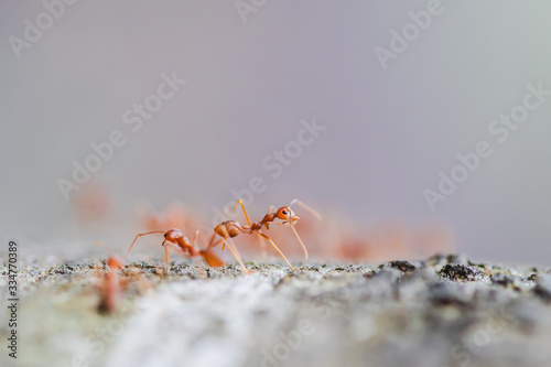 The macro close-up of red weaver ant on the tree. © Sarabua