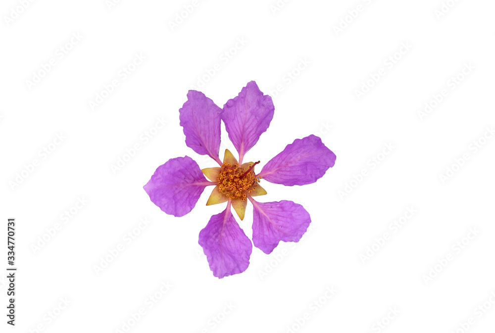 Close-up of Queen's flower (Lagerstroemia speciosa) on a white background. Clipping path