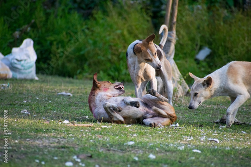 Fototapeta Naklejka Na Ścianę i Meble -  three indian street dogs playing in a field outdoor in daylight. selective focus blur background