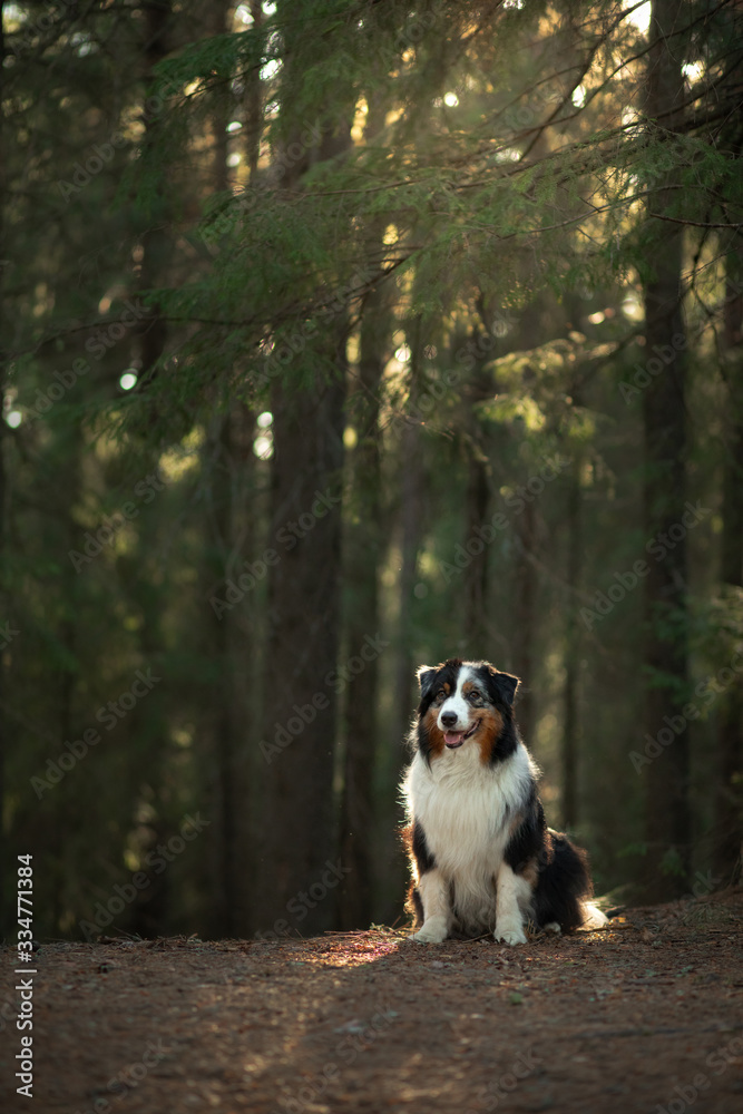 dog in nature. Beautiful forest, light, sunset. Australian Shepherd in the background of a beautiful landscape.