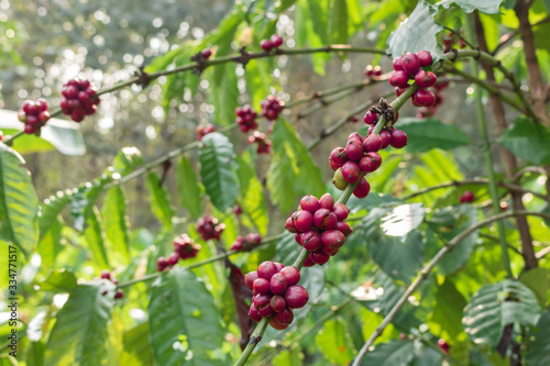 Coffee beans on the coffee trees in the coffee plantation. Is in the growth stage and will be harvested soon.