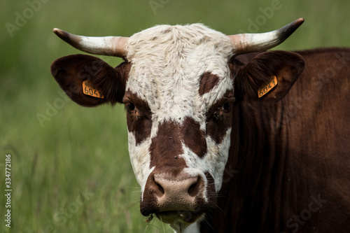 Regard de vache