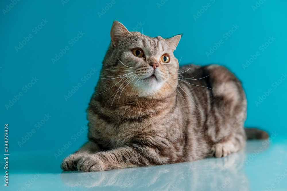 Obraz premium scotish cat on a blue background