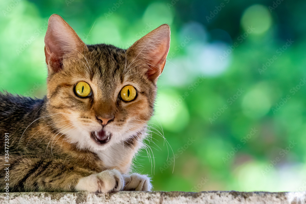 Cautious young cat close-up portrait Cautious young cat close-up portrait