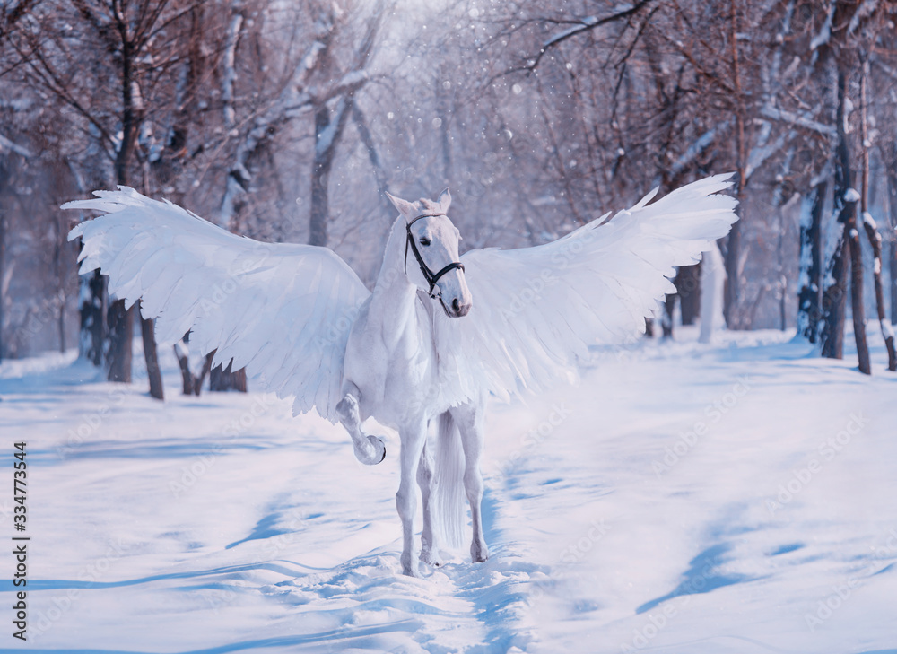 A night animal with wings перевод A night animal with wings перевод