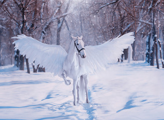 Fantasy divine sunlight fabulous mythical Pegasus. White beautiful creative birds wings. animal stands on backdrop winter snowy forest. Fairy tale christmas. Photography wallpaper. Art costume horse