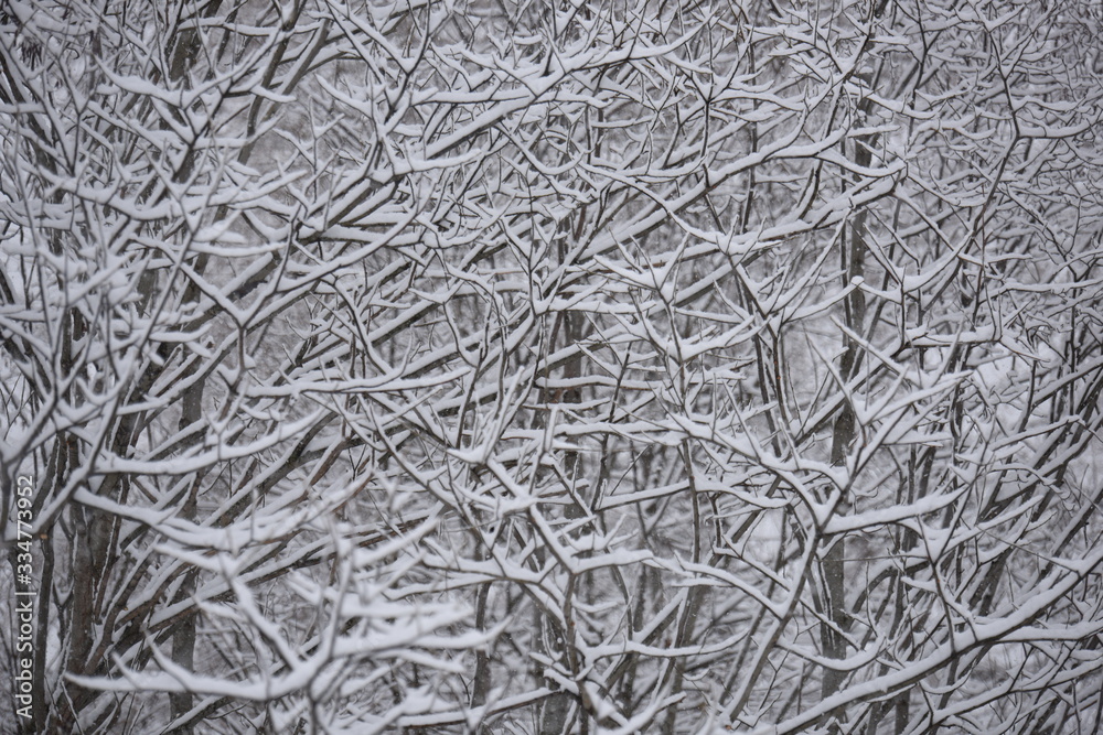 albero con neve albero con neve