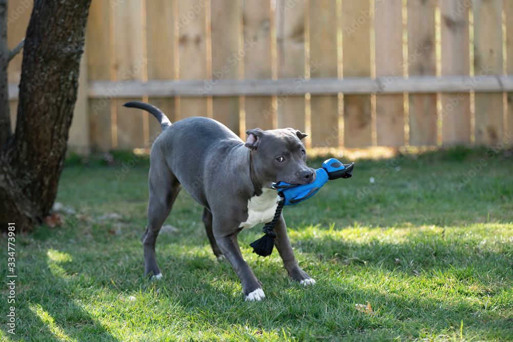 puppy playing in backyard with her favorite toy