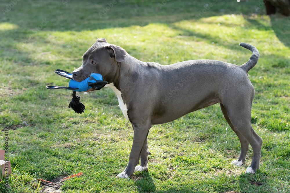 puppy playing in backyard with her favorite toy