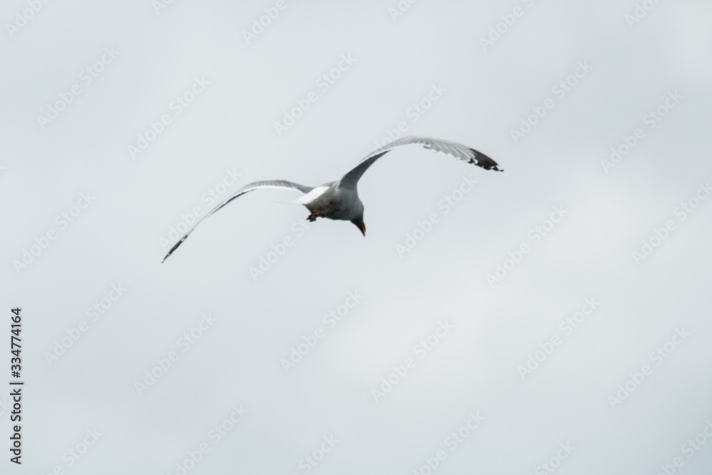 Mouette en vol Mouette en vol