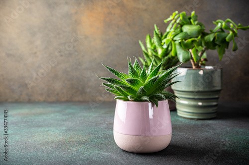 Indoor houseplant succulent in pink ceramic pot on brown background with copy space.